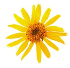 Arnica dans Levicose pour les varices